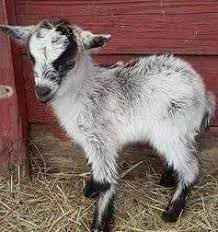 Petting Zoo Ocala Mobile - Home Facebook