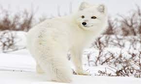 Arctic Fox Wallpaper Amazon Com Br Appstore For Android