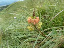 Image result for Dolichos trinervatus