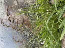 Image result for Echinochloa brevipedicellata