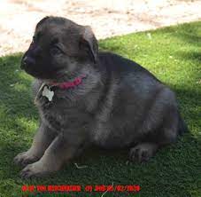 German shepherd puppies indiana craigslist. German Shepherd Puppies Tucson Pets Lovers