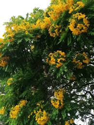 Image result for Cassia angolensis