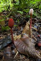 Image result for Balanophoraceae