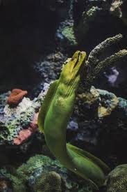 Moray Eel Deep Sea Animals Sea Animals Deep Sea Creatures