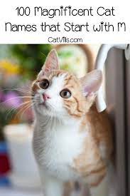 100 Magnificent Cat Names That Start With M Cat Names Girl Cat Names Kitten Names Girl