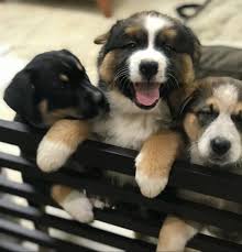 Stanton pet hospital is located in stanton ca. Anaheim Ca 92804 Veterinarian Katella Animal Clinic