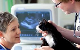 The appropriate treatment for your cat's heart disease depends on the type and severity of the heart disease. Heart Murmurs In Your Dog Or Cat A Pet Health Care Guide
