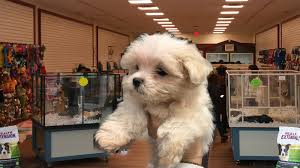 Welcome to the only pet store in bay ridge that actually sells pets! Maltese Puppy Stolen From Pet Store At Mall In Bay Shore Long Island Abc7 New York