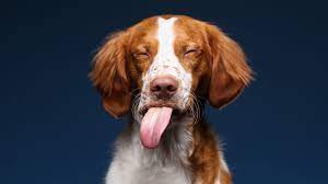 Here, we have 30 of the best examples of animals at their best. Best Pet Photographers On Instagram To Follow Photography