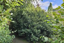 Image result for Myrsine africana