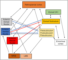 Parts of long bone (applies to other bones too). Deconstructing The Direct Reciprocal Hippocampal Anterior Thalamic Pathways For Spatial Learning Journal Of Neuroscience