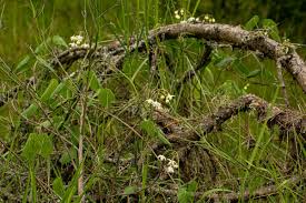 Image result for Pergularia