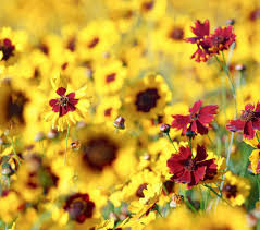 Image result for Alinula paradoxa