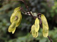 Image result for Dalbergia acutifoliolata