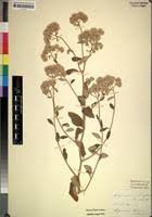 Image result for Helichrysum schimperi