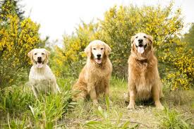 Looking to get a new puppy or dog? Labrador Vs Golden Retriever Which Breed Is Best For You