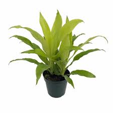 Image result for Dracaena laxissima