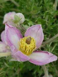 Image result for Clematis villosa