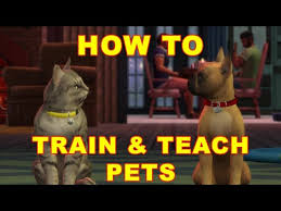 In a lot of ways, a pet like a cat or a dog is very much like a child because responsible owners care for their pets and make su. Sims 4 Pet Training Kids 10 2021