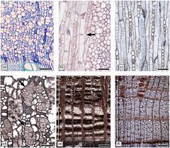 The heterozygote fully expresses both alleles. Phloem Cell Types Structure And Commercial Uses Intechopen