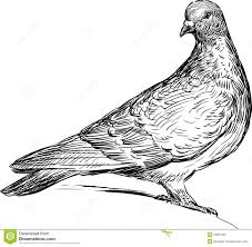 Black And White Pigeon Drawing Carrier Pigeon Drawing Google Search Bird Drawings Pigeon Drawings