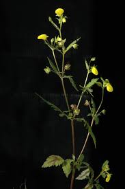 Image result for Calceolaria tripartita