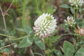 Image result for Trifolium squarrosum