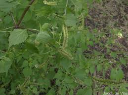 Image result for Basilicum polystachyon