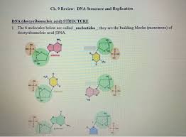 Dna structure and bases coloring page from biology category. Ch 9 Review Dna Structure And Replication Dna Chegg Com