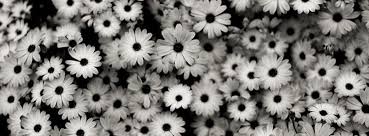 35 Hd Black White Facebook Covers Designrfix Com Daisy Wallpaper White Flower Wallpaper Black And White Flowers