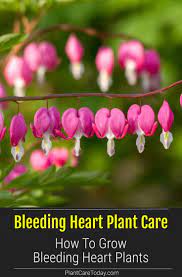How To Grow And Care For The Bleeding Heart Plant Bleeding Heart Plant Plants Bleeding Heart