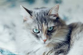 Charlie was recently awarded 2014 best siberian of the year & 2014 best brown black classic tabby siberian of the year. Siberian Cat Full Profile History And Care