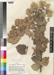 Image result for Stomatanthes