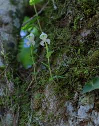 Image result for Disperis sp. nov. aff. macowanii