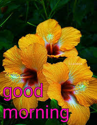Good Morning S Lavanya Hibiscus Plant Hibiscus Flowers Flower Seeds