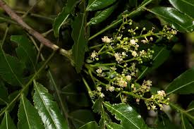 Image result for Filicium decipiens