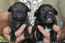 Maybe you would like to learn more about one of these? Paws Crossed Animal Rescue Inc Linkedin