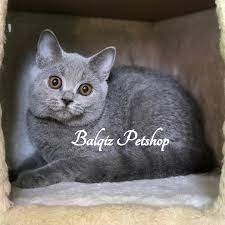 Foldex Scottish Fold Exo Non Mybronie Petshop Admin2 Facebook