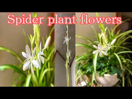 We did not find results for: Spiderplant Indoorplant Plantita Gardeners Spider Plant Flowers Youtube