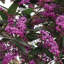 Image result for Hardenbergia