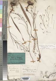 Image result for Eriospermum andongense