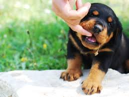 Puppy biting can be a result of teething issues. Brandon Mcmillan S Canine Minded How To Stop Your Puppy From Nipping