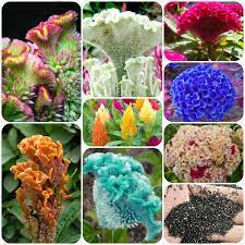 Varieties Of Cockscomb 200pcs Bag Cockscomb Seed Font B Celosia B Font Cristata Beautiful Flower Bonsai Jpg 800 8 Bonsai Plants Flower Guide Beautiful Flowers