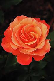 Black And Orange Wallpaper Aesthetic Orange Rose On Black Background Orange Roses Rose Beautiful Roses