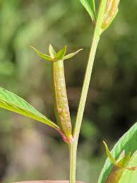 Image result for Ludwigia erecta