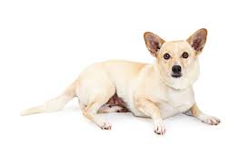 Get a boxer, husky, german beautiful litter of corgi x border collie puppy's that will be available to their forever homes march 24th! Corgi Chihuahua Mix What You Need To Know K9 Web