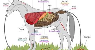 Localisation Des Parasites Dans Les Organes Du Cheval Anatomie Du Cheval Dressage Cheval Ethologie Cheval