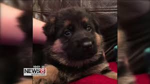 12 week old puppy lab/ german shepard mix. Woman Scammed Trying To Buy Dog On Craigslist Youtube