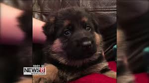 Puppies, kittens, chicken coops, livestock for adoption in binghamton, ny. Woman Scammed Trying To Buy Dog On Craigslist Youtube