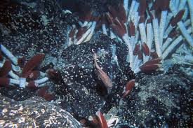 Image result for Ocean Mist 1977 Hussmann